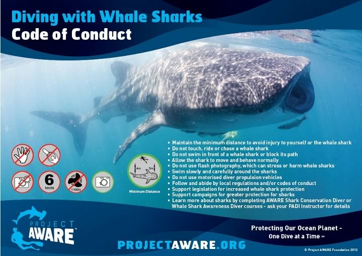 Wildlife Encounter: What NOT to Do when Interacting with Whale Sharks