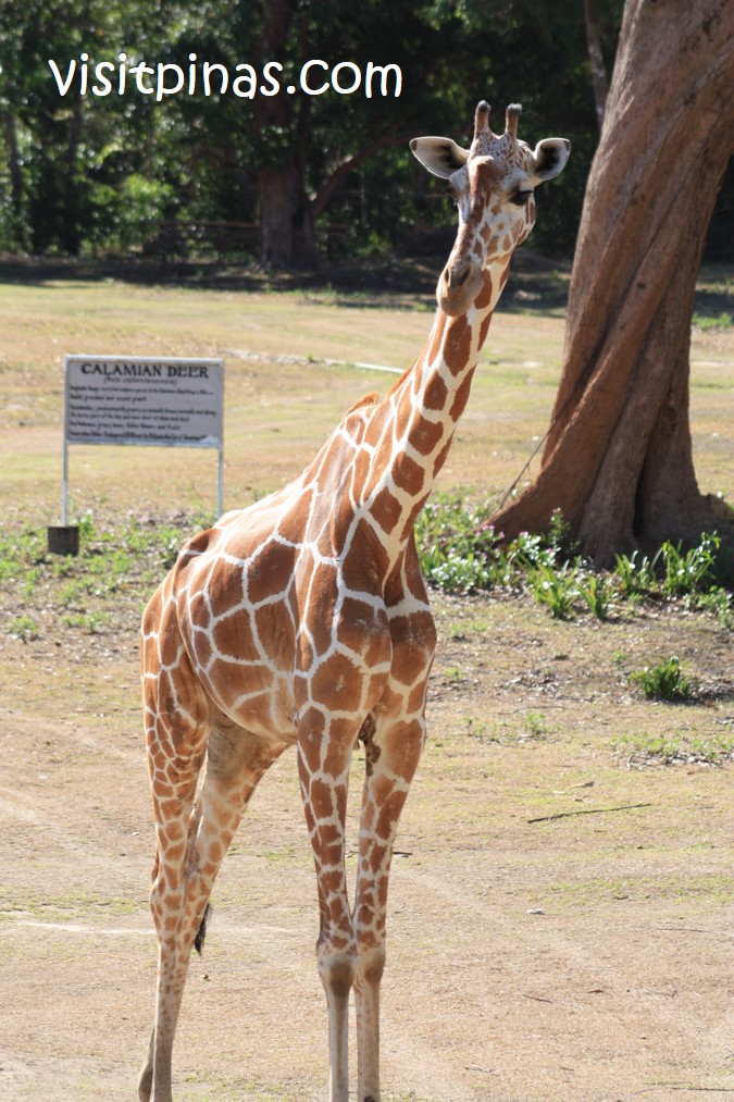 Calauit Safari Park (Busuanga, Palawan)