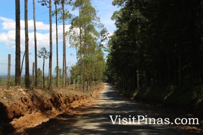 Road to Dahilayan Forest Park, Bukidnon